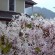 Spring at The Painted Lady B & B in Myrtle Creek, Oregon.