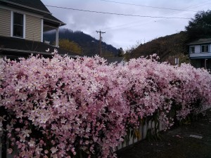 The glory of the Lord at The Painted Lady B & B and Tea Room -