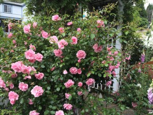 One, two or three dozen rose flowers? We love each one!