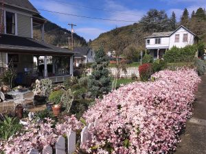 Beauty in Myrtle Creek