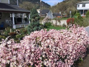 Our Tea Room garden -